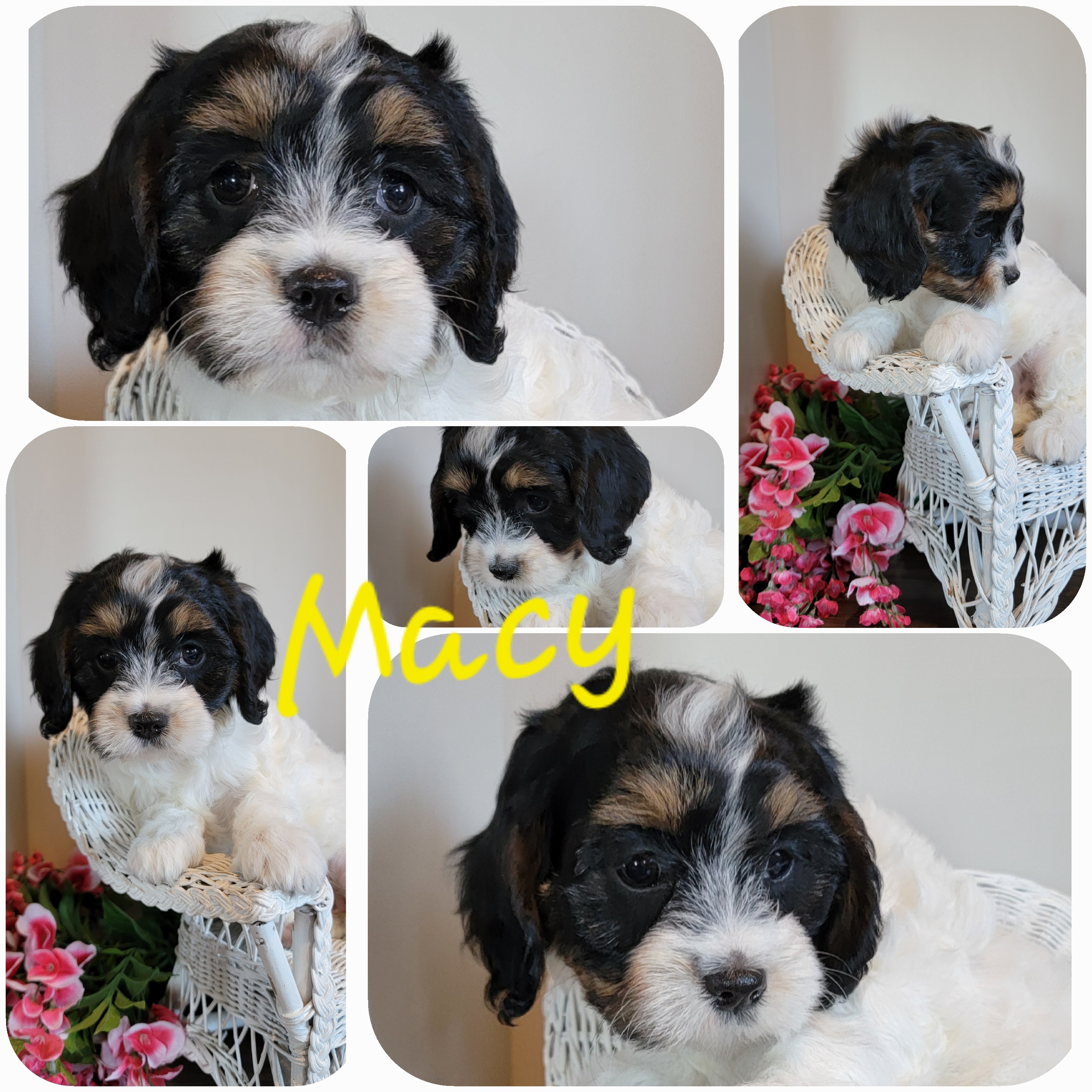 puppy, for, sale, Cava-Poo, Loren & Elaine  Nolt, dog, breeder, East Earl, PA, dog-breeder, puppy-for-sale, forsale, nearby, find, puppyfind, locator, puppylocator, aca